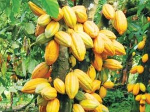 Cocoa Price Crashes