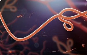 Ebola Virus